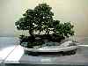 bonsai41.jpg